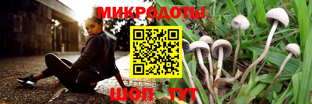 Галлюциногенные грибы Psilocybine cubensis Новоалександровск